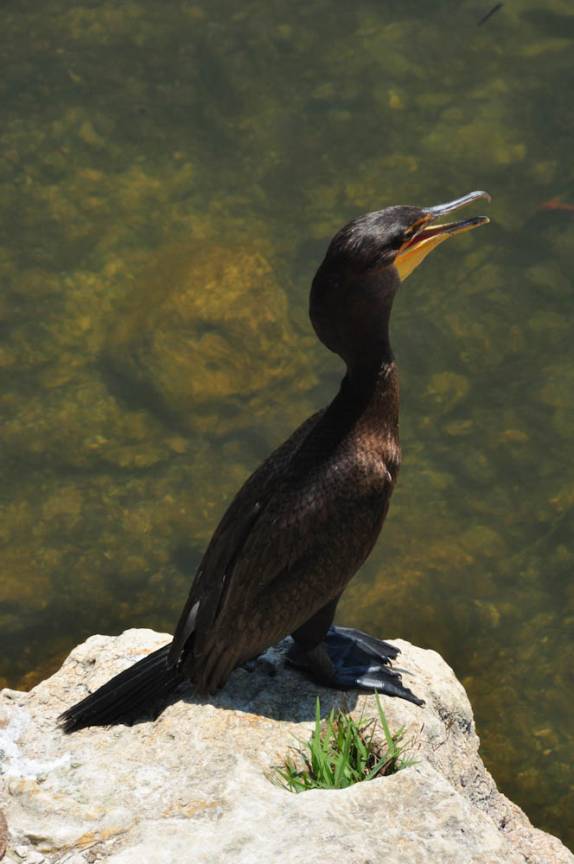 Pássaro se seca no sol forte do Parque Nacional Everglades, no sul da Flórida, nos Estados Unidos